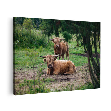 Canvas schilderij vooraanzicht Twee Schotse Hooglanders in de Bossen