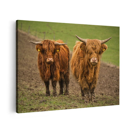 Canvas schilderij vooraanzicht Twee Schotse Hooglanders in de Weide