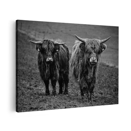 Canvas schilderij vooraanzicht Twee Schotse Hooglanders in de Weide - Zwart Wit