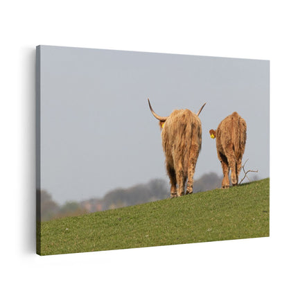 Canvas schilderij vooraanzicht Twee Schotse Hooglanders Koeien Lopen Weg