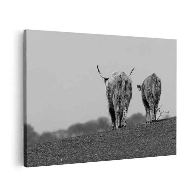 Canvas schilderij vooraanzicht Twee Schotse Hooglanders Koeien Lopen Weg - Zwart Wit