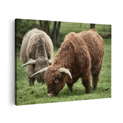 Canvas schilderij vooraanzicht Twee Schotse Hooglanders Grazen Gras