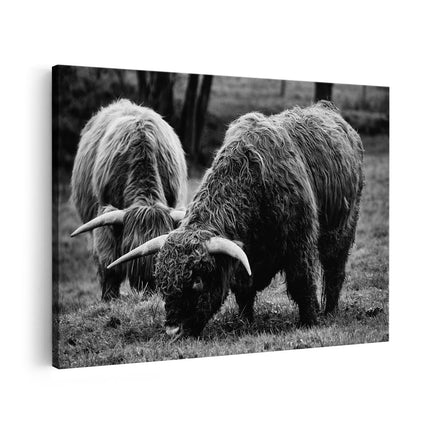 Canvas schilderij vooraanzicht Twee Schotse Hooglanders Grazen Gras - Zwart Wit