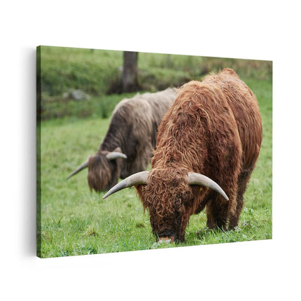 Canvas schilderij vooraanzicht Twee Schotse Hooglanders Koeien Grazen Gras