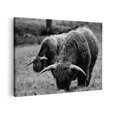 Canvas schilderij vooraanzicht Twee Schotse Hooglanders Koeien Grazen Gras - Zwart Wit