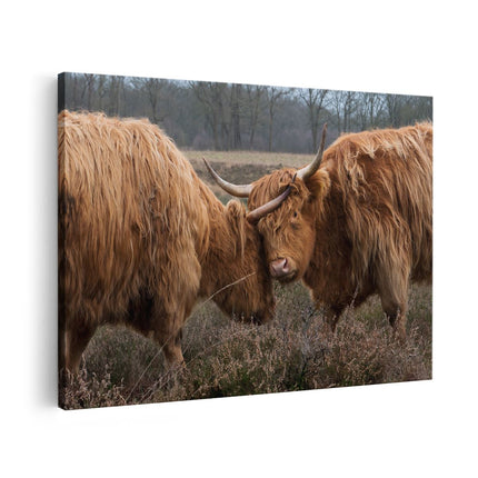 Canvas schilderij vooraanzicht Twee Schotse Hooglanders Knuffelen Elkaar