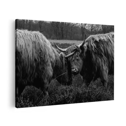 Canvas schilderij vooraanzicht Twee Schotse Hooglanders Knuffelen Elkaar - Zwart Wit