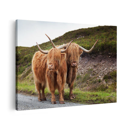 Canvas schilderij vooraanzicht Twee Schotse Hooglanders op de Weg