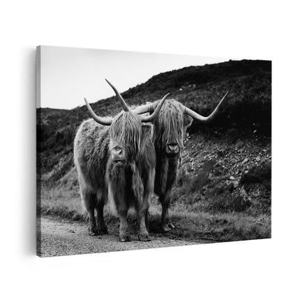 Canvas schilderij vooraanzicht Twee Schotse Hooglanders op de Weg - Zwart Wit