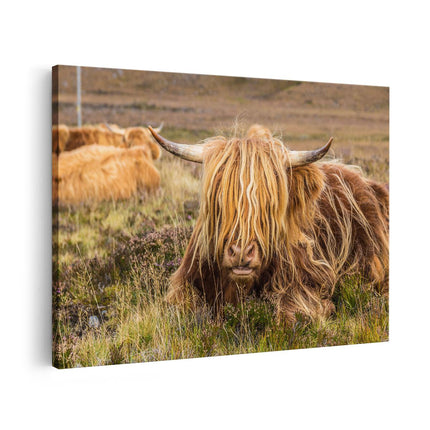 Canvas schilderij vooraanzicht Harige Schotste Hooglander Koe in het Gras