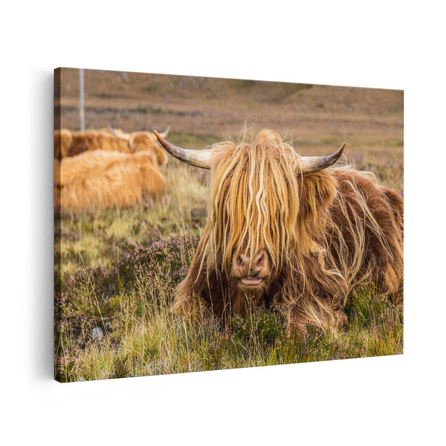 Canvas schilderij vooraanzicht Harige Schotste Hooglander Koe in het Gras