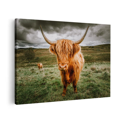 Canvas schilderij vooraanzicht Schotse Hooglanders in de Weide met Wolken