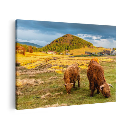 Canvas schilderij vooraanzicht Twee Schotse Hooglanders bij een Dorp