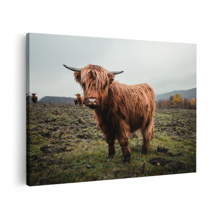 Canvas schilderij vooraanzicht Schotse Hooglanders in het Veld