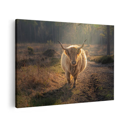 Canvas schilderij vooraanzicht Schotse Hooglander in de Bossen 