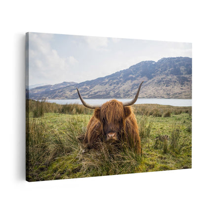 Canvas schilderij vooraanzicht Schotse Hooglander ligt in het Gras