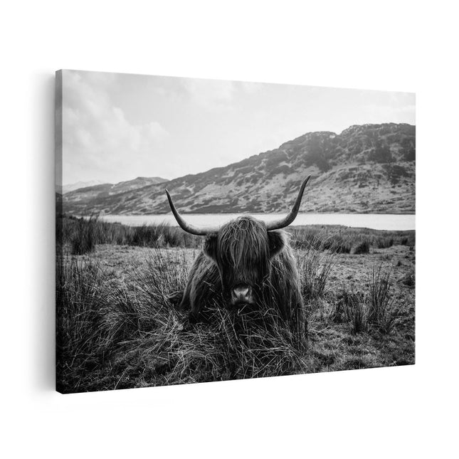 Canvas schilderij vooraanzicht Schotse Hooglander ligt in het Gras - Zwart Wit