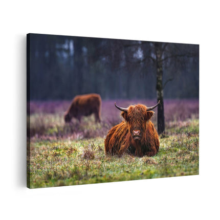 Canvas schilderij vooraanzicht Schotse Hooglanders in de Weide