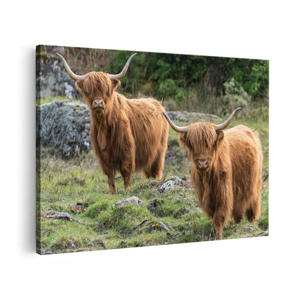 Canvas schilderij vooraanzicht Twee Schotse Hooglanders bij Stenen