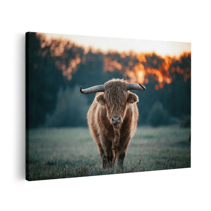 Canvas schilderij vooraanzicht Schotse Hooglander in het Veld bij Zonsondergang