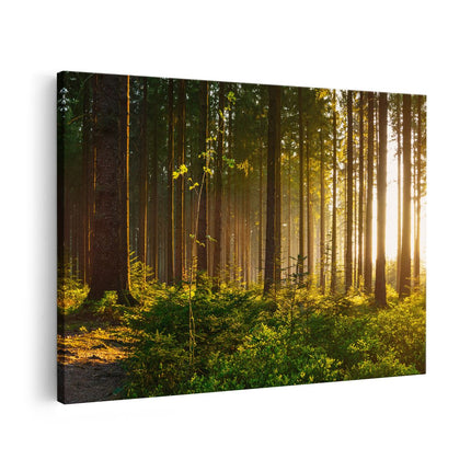 Canvas schilderij vooraanzicht Bos met Zon tussen de Bomen