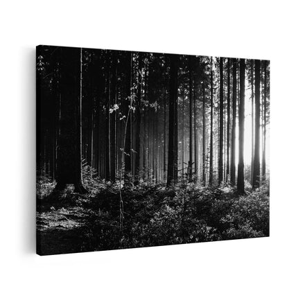 Canvas schilderij vooraanzicht Bos met Zon tussen de Bomen - Zwart Wit