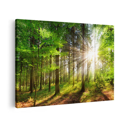 Canvas schilderij vooraanzicht Bos met Zon tussen de Bomen