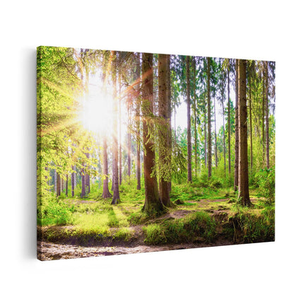 Canvas schilderij vooraanzicht Bos met Zon tussen de Bomen