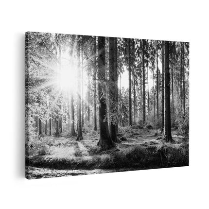 Canvas schilderij vooraanzicht Bos met Zon tussen de Bomen - Zwart Wit