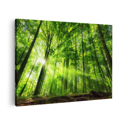 Canvas schilderij vooraanzicht Bos met Zon tussen de Hoge Bomen