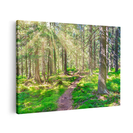 Canvas schilderij vooraanzicht Pad in Bos met Zon tussen de Bomen