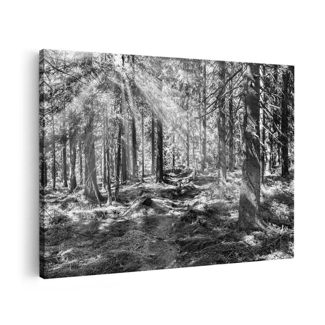 Canvas schilderij vooraanzicht Pad in Bos met Zon tussen de Bomen - Zwart Wit