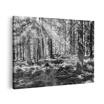 Canvas schilderij vooraanzicht Pad in Bos met Zon tussen de Bomen - Zwart Wit