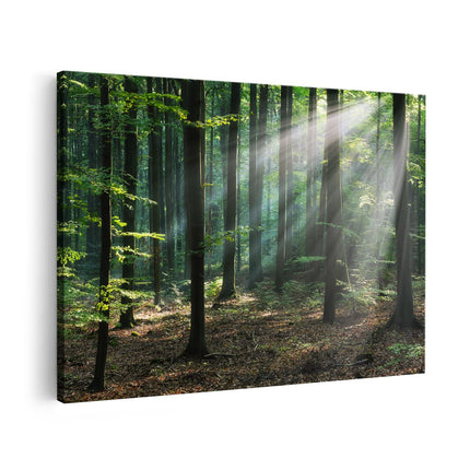 Canvas schilderij vooraanzicht Bos met Zon tussen de Bomen