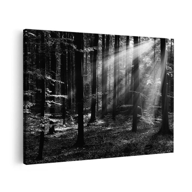 Canvas schilderij vooraanzicht Bos met Zon tussen de Bomen - Zwart Wit