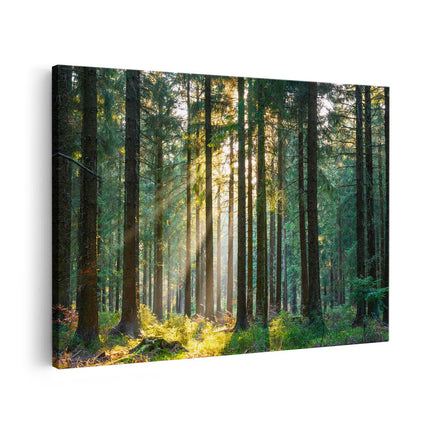 Canvas schilderij vooraanzicht Bos met Zon tussen de Bomen