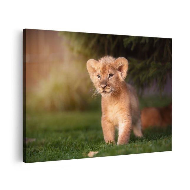 Canvas schilderij vooraanzicht Schattige Leeuwen Welp - Baby Leeuw