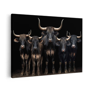 Canvas schilderij vooraanzicht Groep Stieren die Zich voor een Donkere Achtergrond Bevinden