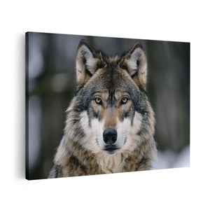 Canvas schilderij vooraanzicht De Wolf Kijkt naar de Camera