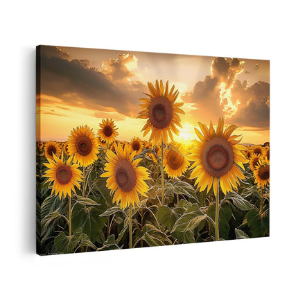 Canvas schilderij vooraanzicht Zonnebloemen in een Veld bij Zonsondergang