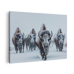 Canvas schilderij vooraanzicht Kudde Bizons die door de Sneeuw loopt