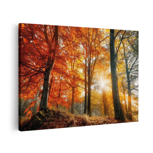 Canvas schilderij vooraanzicht De Zon schijnt door de Bomen in het Bos