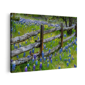 Canvas schilderij vooraanzicht Hek, Bluebonnets, Texas