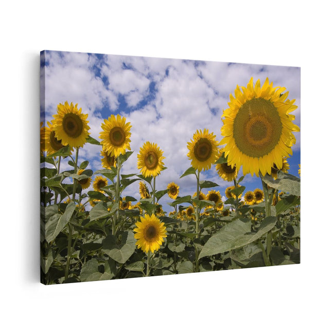 Canvas schilderij vooraanzicht Zonnebloemen op de Voorgrond