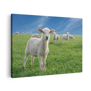 Canvas schilderij vooraanzicht Lammetjes