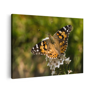 Canvas schilderij vooraanzicht Vlinder op Bloem