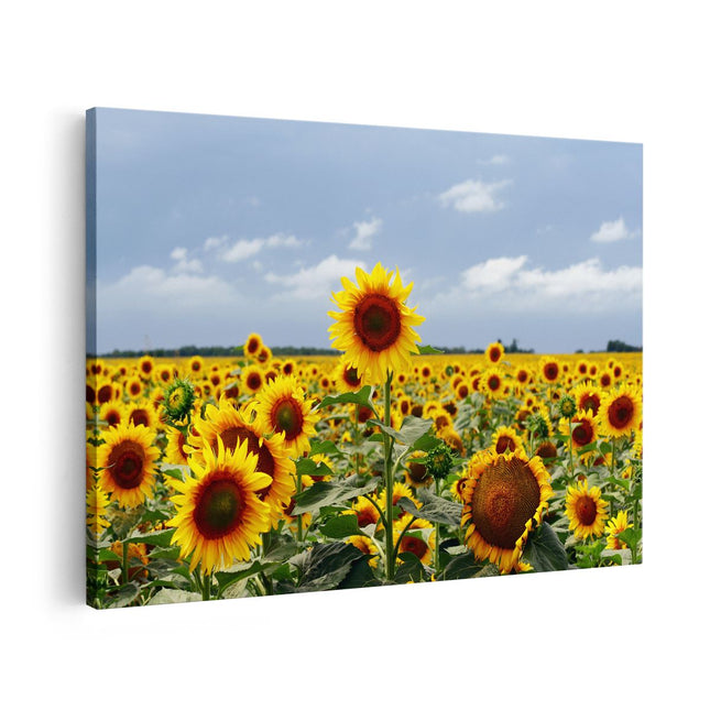 Canvas schilderij vooraanzicht Zonnebloemen
