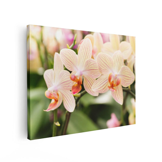 Canvas Schilderij Vooraanzicht Gestreepte Witte Orchidee Bloemen