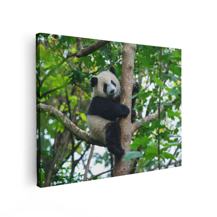 Canvas Schilderij Vooraanzicht Panda in de Bomen