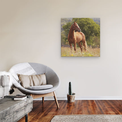 Canvas schilderij kamer Bruin Paard In De Wei